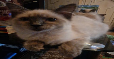 Ragdoll cats - Advert 2