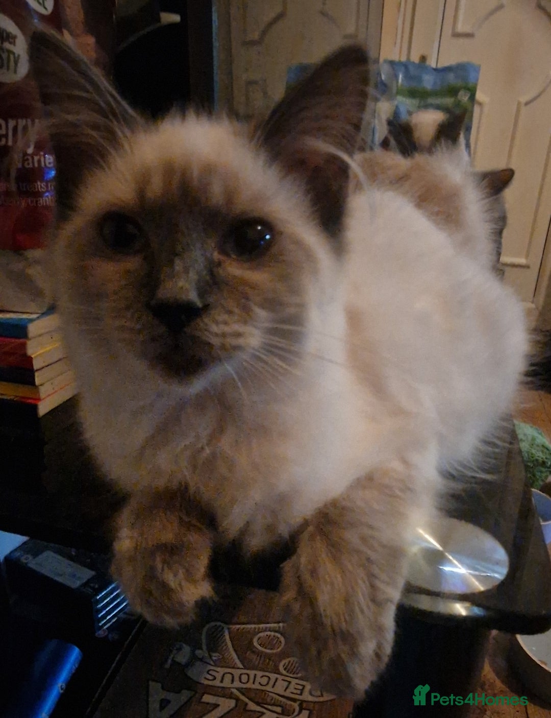 Ragdoll cats for sale: Ragdoll  - Image 2