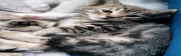 Mixed Breed cats for sale: Adorable kittens  - 8 weeks old - various colours in Chertsey - Advert 37