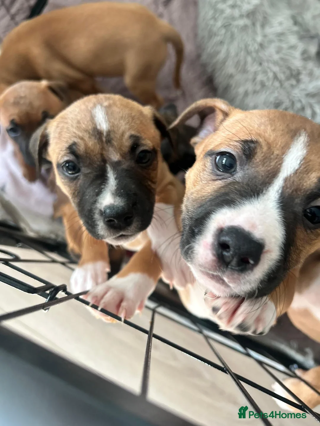 Staffordshire Bull Terrier dogs for sale: Staffordshire bull terriers  in Carnoustie - Advert 2