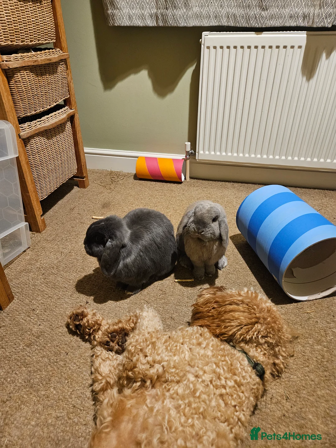 Mini Lop rabbits for sale: Bear, 3.5 year old male rabbit - rehoming  - Advert 3