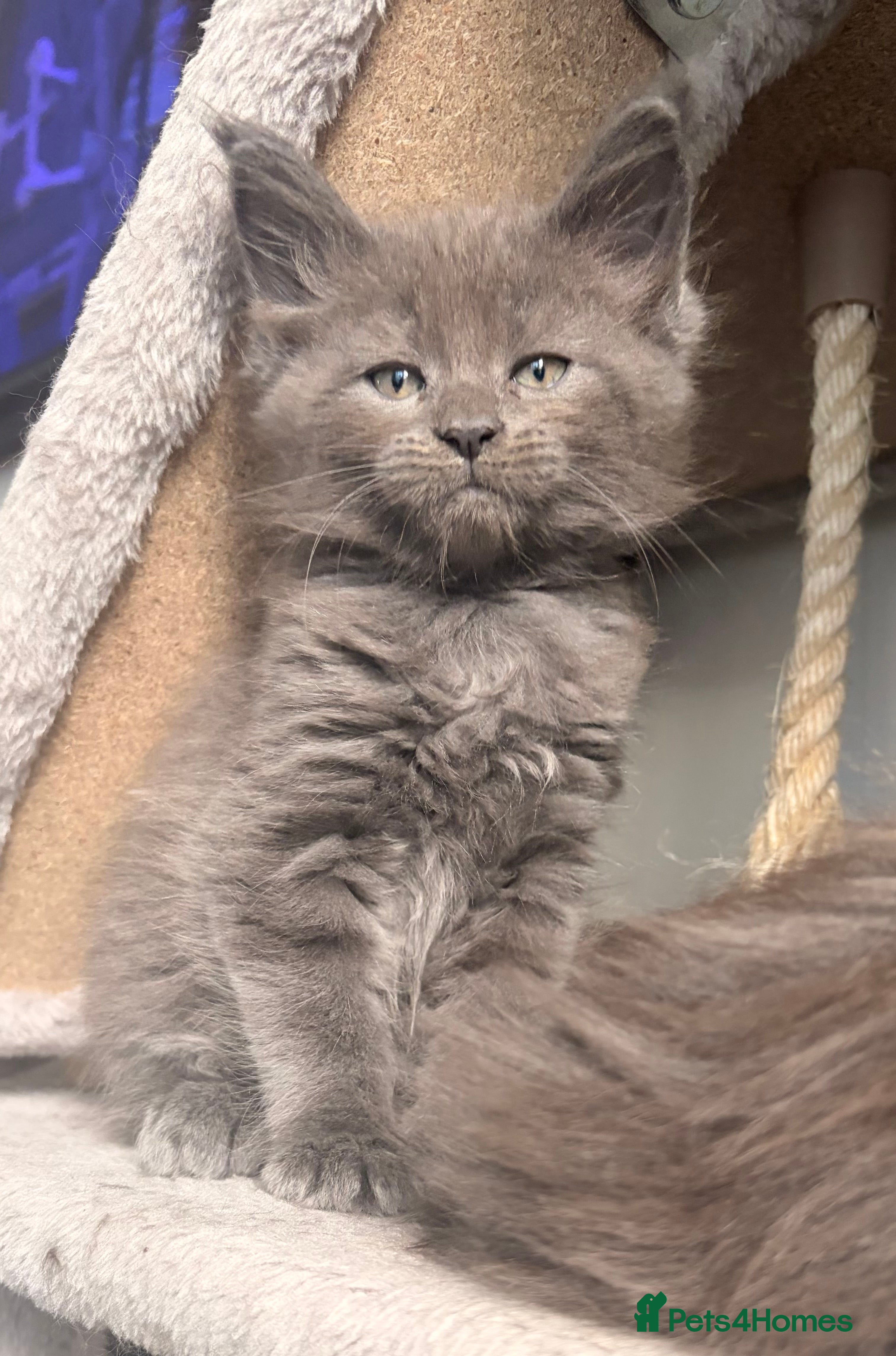 Maine Coon cats Halloween babies 🎃🐈‍⬛ 2 girls left - Advert 5