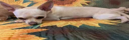 Chihuahua dogs for sale: Chihuahua Boy - Advert 7