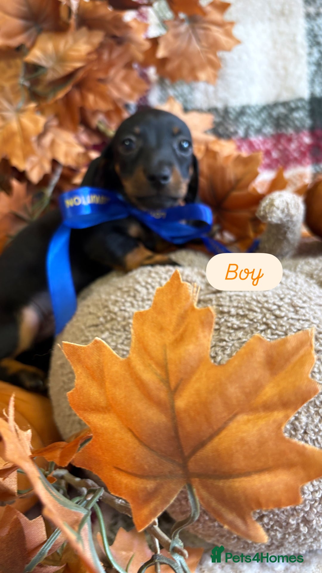 Dachshund dogs for sale: Beautiful dachshund puppies  - Image 10