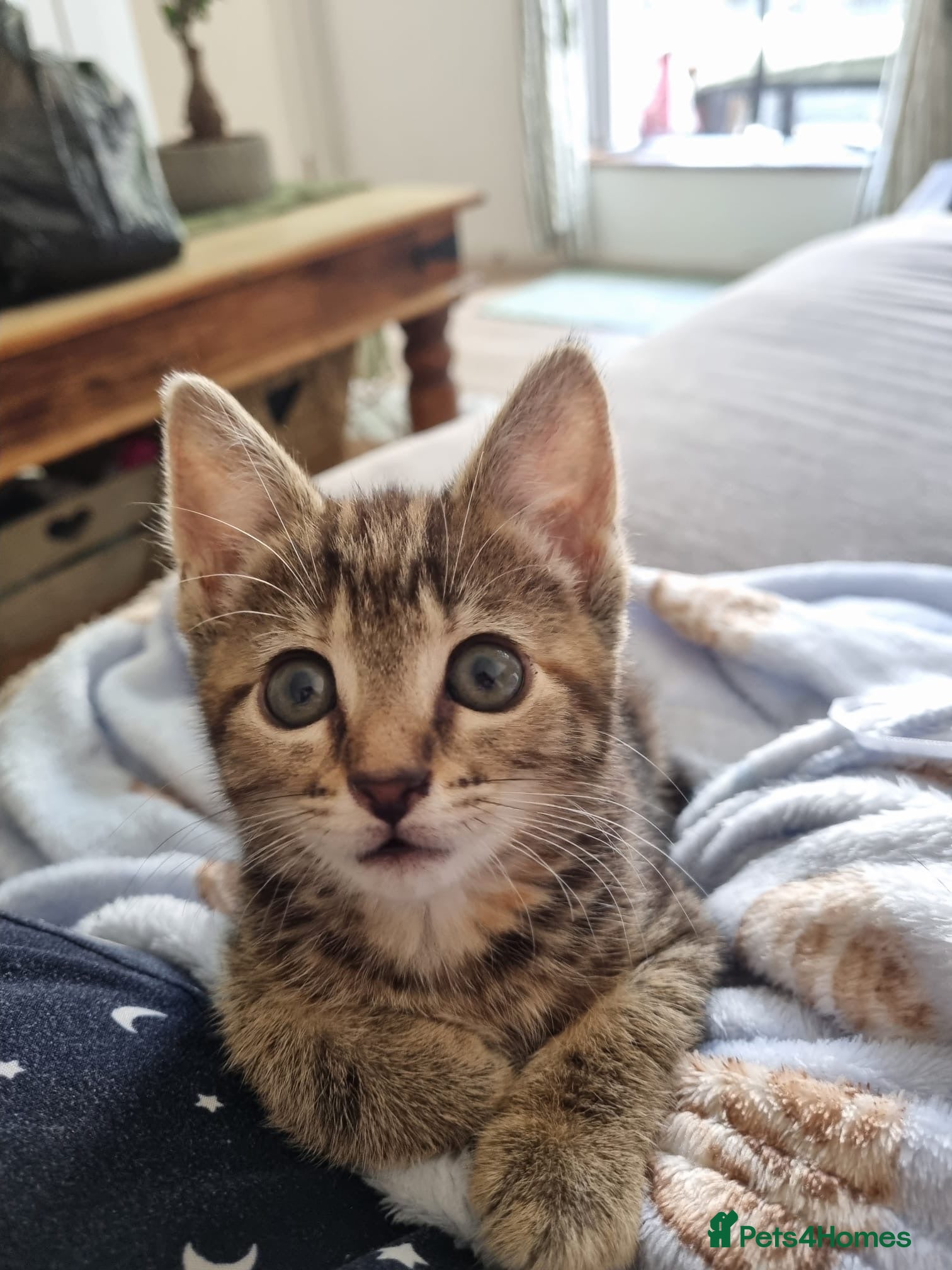 Domestic Shorthair cats No name  - Advert 1