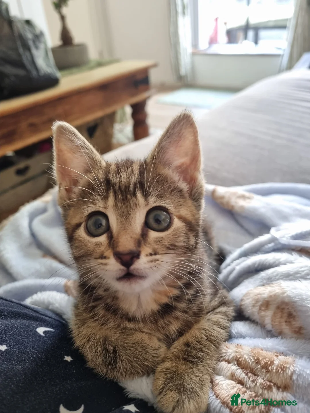 Domestic Shorthair cats for sale: No name  in London - Advert 1