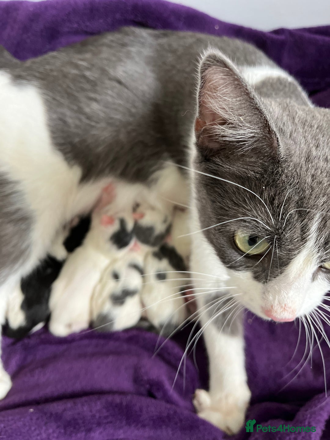 Mixed Breed cats for sale: 2 kittens for sale  - Image 3