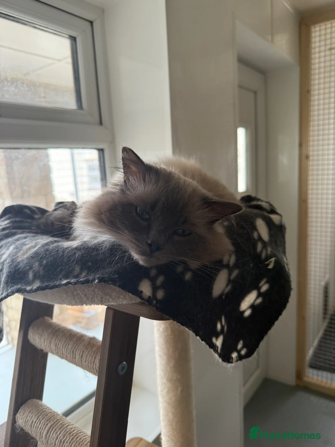 Ragdoll cats for sale: GCCF registered male ragdoll cat  - Advert 2