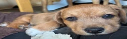 Mixed Breed dogs for sale: Jack Russell Mix Breed Puppies in Woodbridge - Advert 6