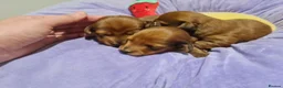 Miniature Dachshund dogs for sale: Pra clear-Beautiful miniature LG Dachshund pupps - Advert 8
