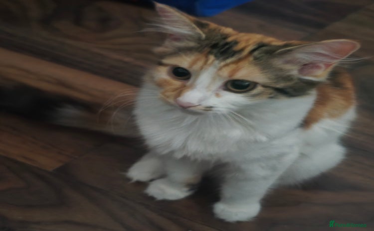 Maine Coon cats - Advert 1