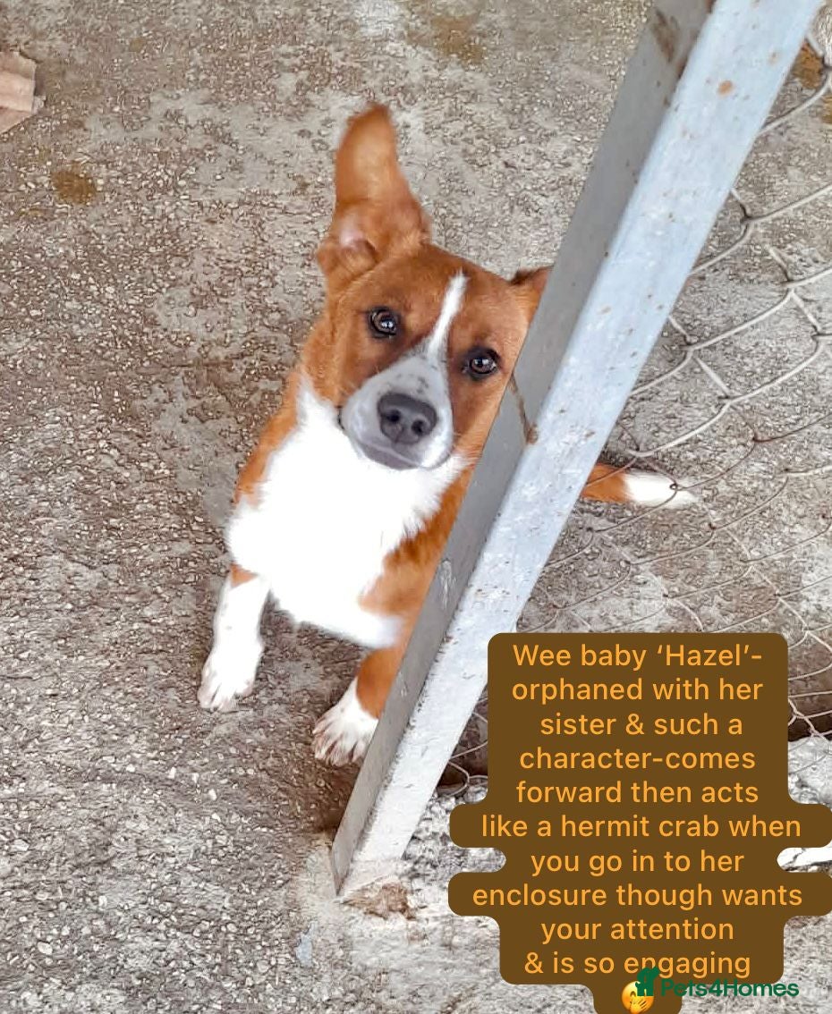 Mixed Breed dogs Hazel, 6 mnths approx. available for adoption. - Advert 2