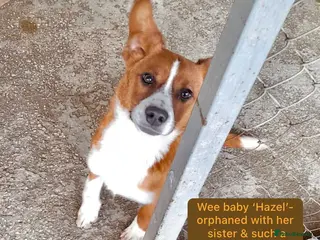 Mixed Breed dogs Hazel, 6 mnths approx. available for adoption. - Advert 2