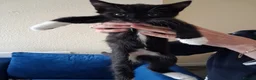 Mixed Breed cats for sale: 4 beautiful kittens  - Advert 4