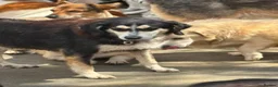 Mixed Breed dogs for adoption: Spritzer - great Ellingham Norfolk  in Attleborough - Advert 12