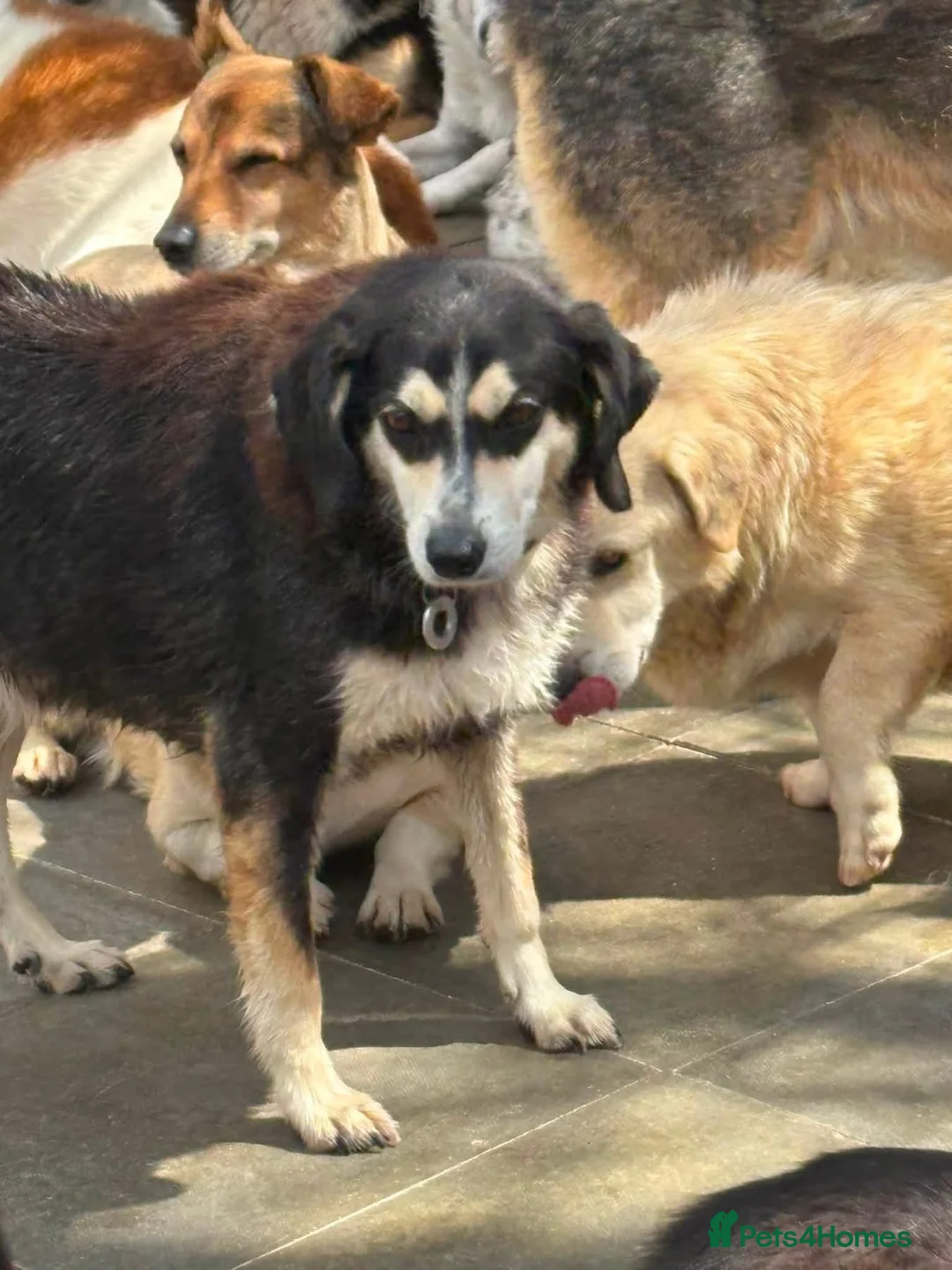 Mixed Breed dogs for adoption: Spritzer - great Ellingham Norfolk  in Attleborough - Advert 12