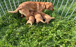 Labrador Retriever dogs for sale: 💛💛 Excellent Labrador Pups 💛💛 - Image 6