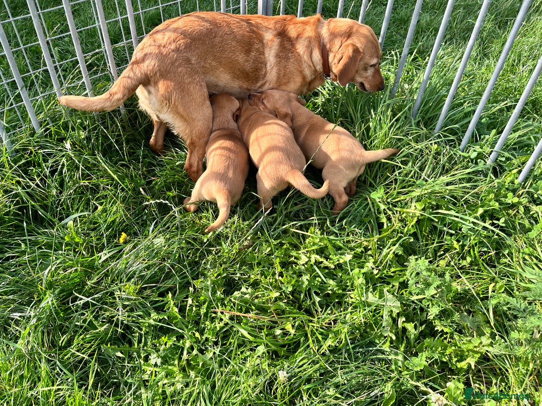Labrador Retriever dogs for sale: 💛💛 Excellent Labrador Pups 💛💛 - Image 6