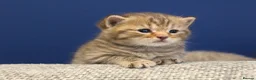 British Shorthair cats for sale: Gorgeous British Shorthair kittens Cute & Adorable - Advert 30