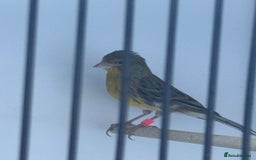 Canaries birds for sale: Raza canaries  - Image 2