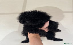 Toy Poodle dogs for sale: Extremely rare blue tiny Kc Reg Toy Poodle Puppy! - Image 34