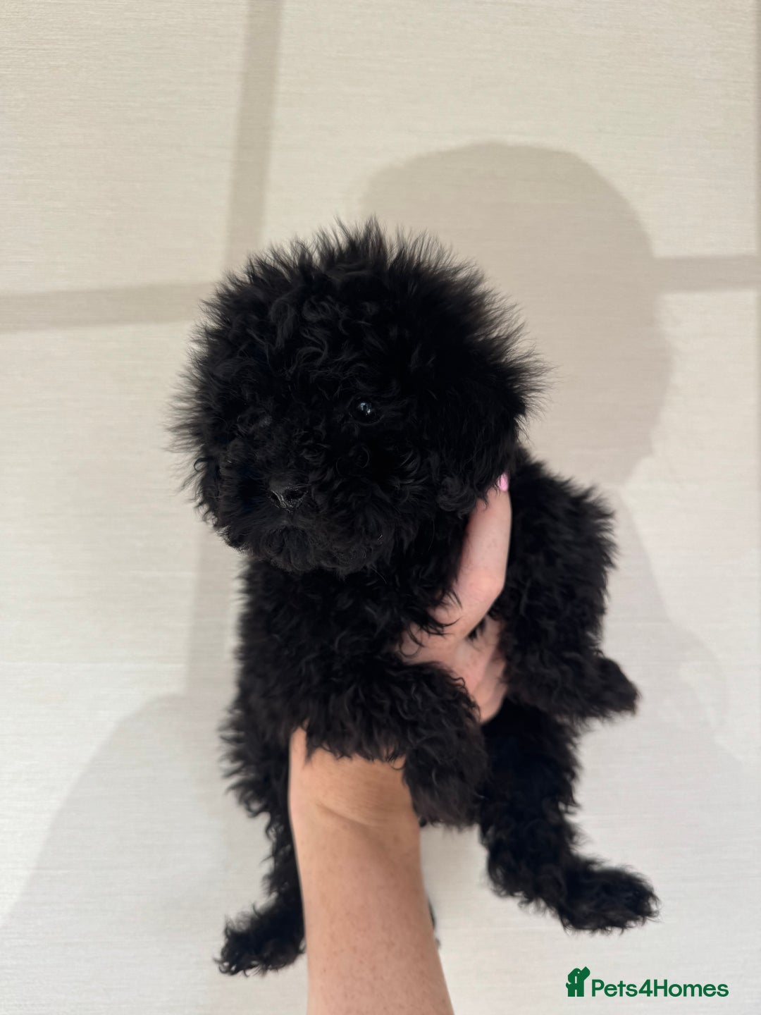 Toy Poodle dogs for sale: Extremely rare blue tiny Kc Reg Toy Poodle Puppy! - Image 34