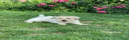 Mixed Breed dogs for sale: 2 sweet little boys - Advert 1