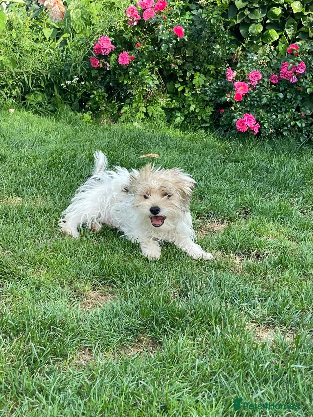 Mixed Breed dogs for sale: 2 sweet little boys - Advert 1