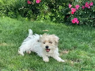 Mixed Breed dogs Havanese x bichon puppy boys - Advert 1