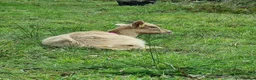 Goats livestock for sale: 3  RGG X BOER goats  - Advert 5