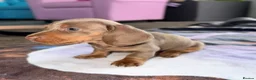 Miniature Dachshund dogs for sale: Beautiful miniature dachshund pups.  - Advert 23