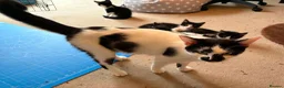 Domestic Shorthair cats for sale: Gorgeous Fluffy Black & White Kittens - READY NOW! - Advert 4