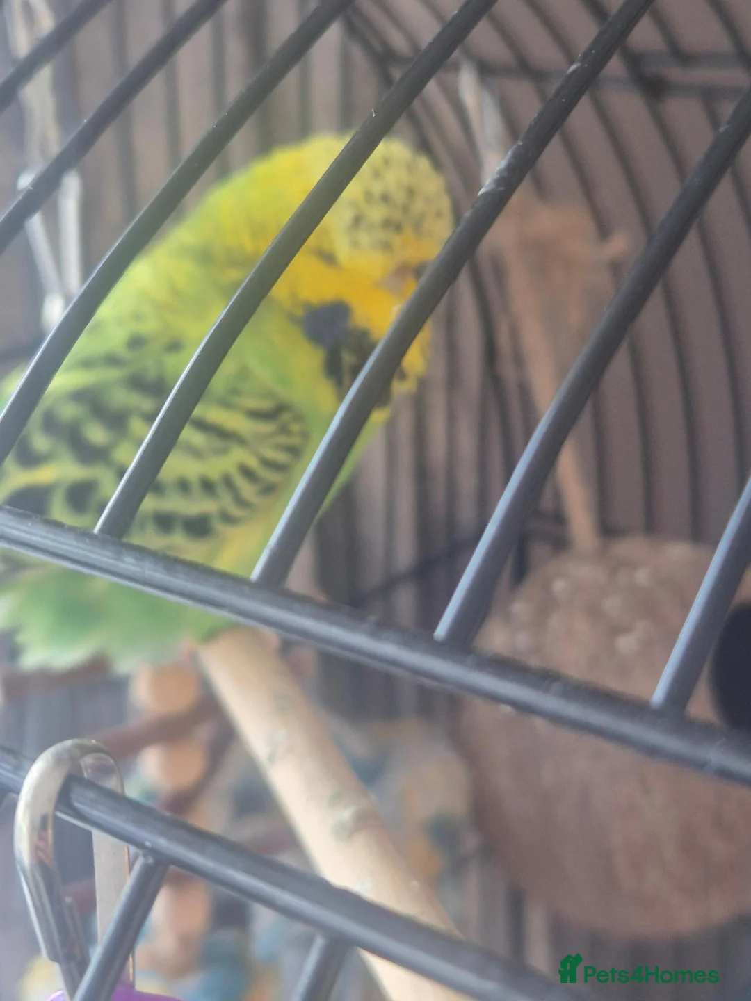 Budgerigars birds for sale: Male and female pair of budgies in Stockport - Advert 6