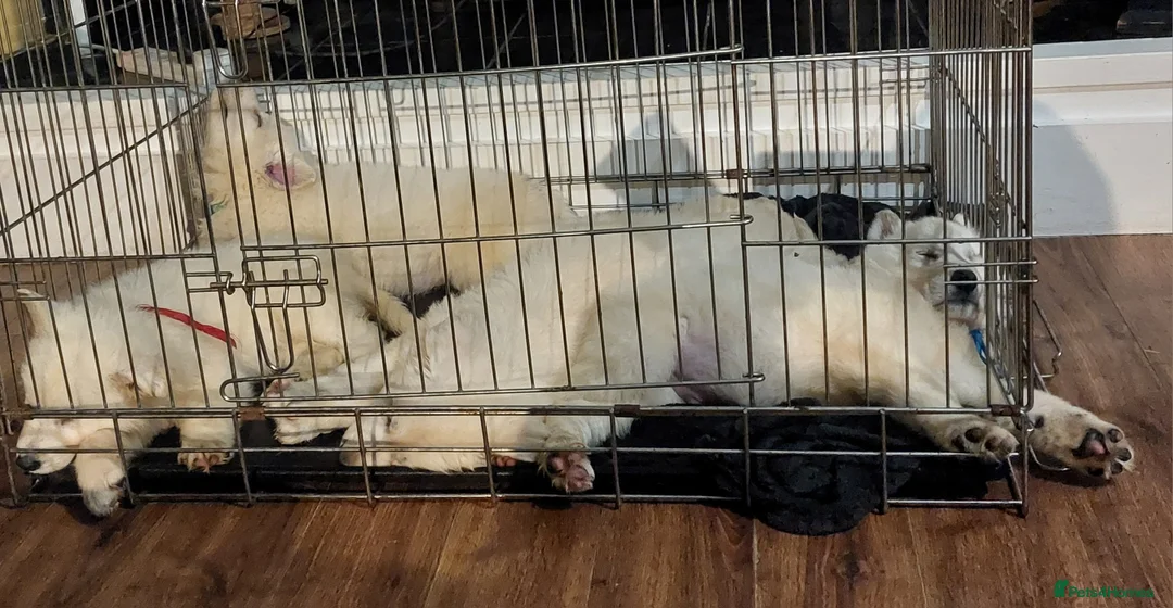 White Swiss Shepherd dogs for sale: Gorgeous white swiss shepherd puppies  - Advert 17