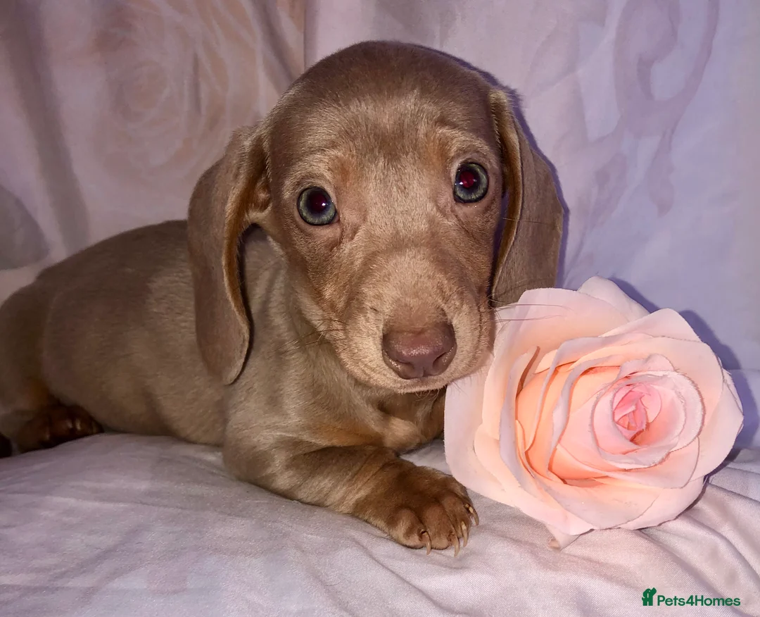Miniature Dachshund dogs for sale: Miniature beautiful Isabella Girl 🩶🐾 - Advert 14