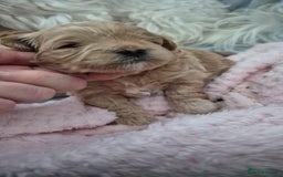 Maltipoo dogs for sale: 5 ⭐️ small Maltipoo’s puppy’s  - Advert 7