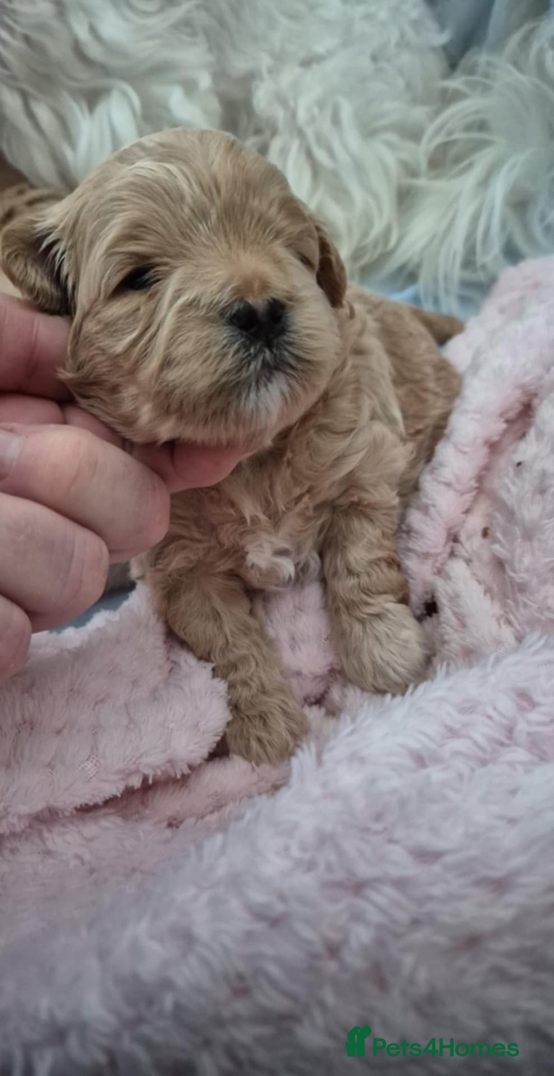 Maltipoo dogs for sale: 5 ⭐️ small Maltipoo’s puppy’s  - Advert 7