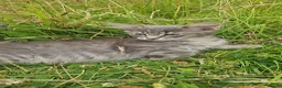 Maine Coon cats for sale: 4 lynx mainecoon kittens ready for forever homes - Advert 14