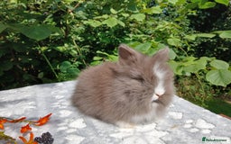Lionhead rabbits for sale: Stunning DM Lionhead baby rabbits  - Image 2
