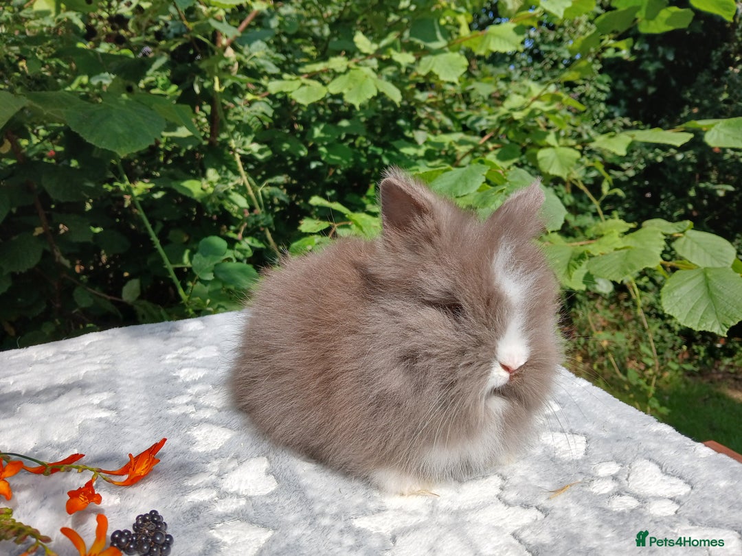 Lionhead rabbits for sale: Stunning DM Lionhead baby rabbits  - Image 2