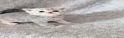 British Shorthair cats for sale: last GCCF British shorthair kitten to reserve - Advert 8