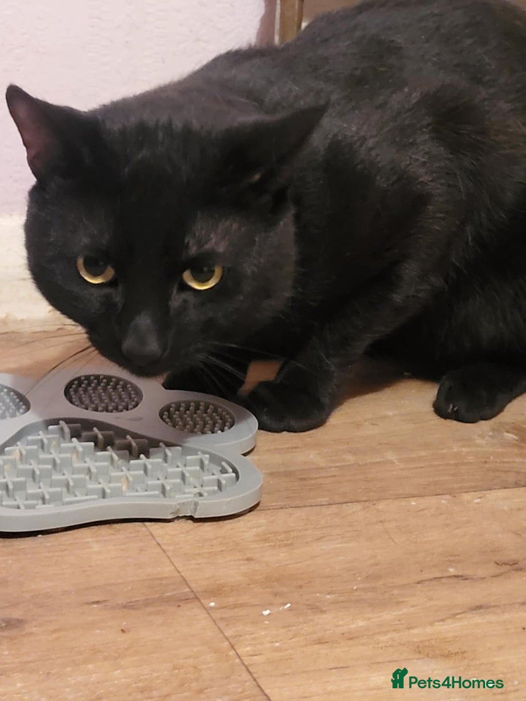 Mixed Breed cats for sale: Dad and Daughter  - Advert 5