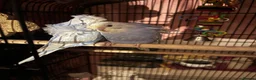 Budgerigars birds for sale: Stunning RARE Hagoromo/ Helicopter budgies - Advert 3