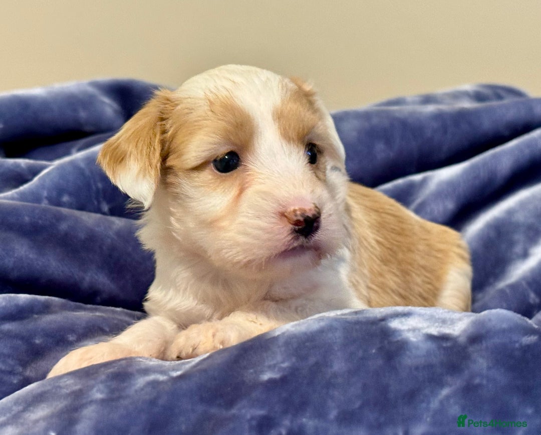 Tibetan Terrier dogs for sale: Stunning KC Reg Tibetan terrier Puppies  - Advert 1