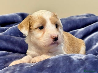 Tibetan Terrier dogs Stunning KC Reg Tibetan terrier Puppies - Advert 1