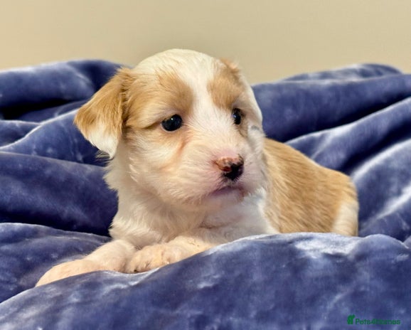 Tibetan Terrier dogs Stunning KC Reg Tibetan terrier Puppies - Advert 1