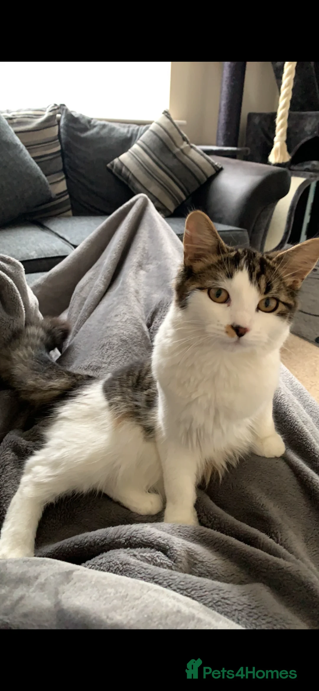 Maine Coon cats for sale: Simone - Maine coon cross - 7yrs - Advert 2