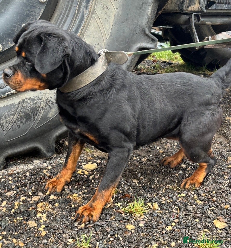 Mixed Breed dogs Rottweiler x malanois bitch pick of the litter  - Advert 2
