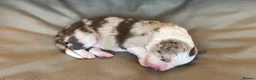 Border Collie dogs for sale: 🐾OUTSTANDING *UNIQUE* BORDER COLLIE PUPPIES🐾 - Advert 3