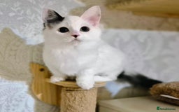 Munchkin cats for sale: Purebred TICA reg. Munchkin kittens ready to go  - Image 31
